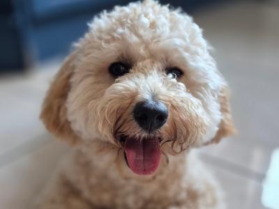 Poochon for Stud in Clare