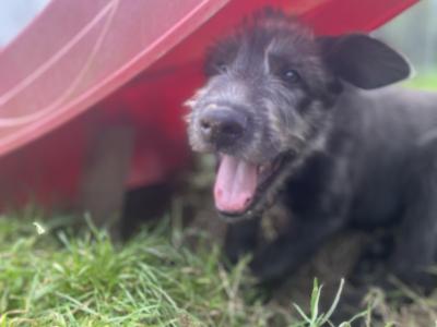 IKC Registered Irish Wolfhound puppies in Clare - Two gorgeous males left