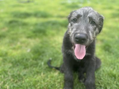 IKC Registered Irish Wolfhound puppies in Clare - Two gorgeous males left