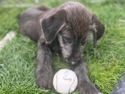 IKC Registered Irish Wolfhound puppies in Clare - Two gorgeous males left