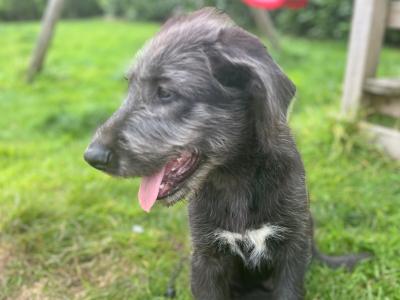 IKC Registered Irish Wolfhound puppies in Clare - Two gorgeous males left