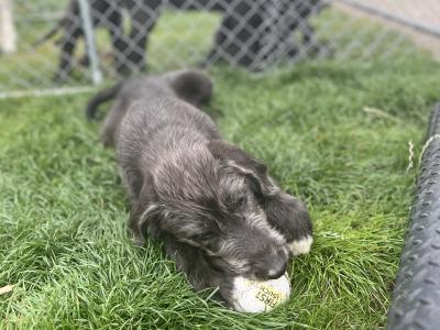 IKC Registered Irish Wolfhound puppies in Clare - Two gorgeous males left