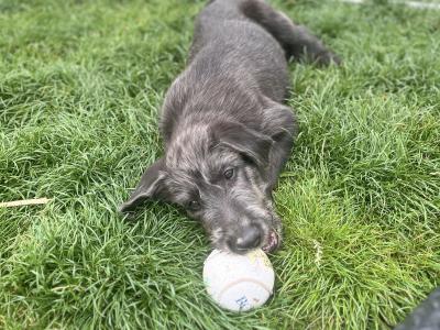 IKC Registered Irish Wolfhound puppies in Clare - Two gorgeous males left