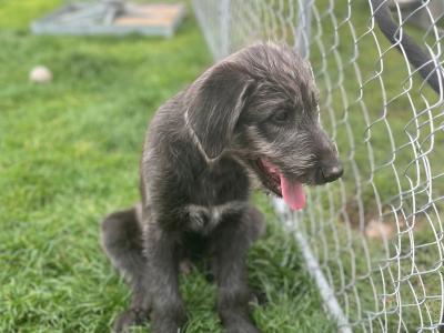 IKC Registered Irish Wolfhound puppies in Clare - Two gorgeous males left
