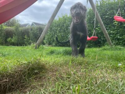 IKC Registered Irish Wolfhound puppies in Clare - Two gorgeous males left