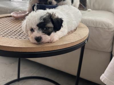 Adorable Jackiebischon (Bichon Frise x Jack Russell) puppies in Limerick 5*homes only