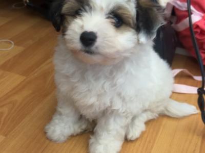 Adorable Jackiebischon (Bichon Frise x Jack Russell) puppies in Limerick 5*homes only