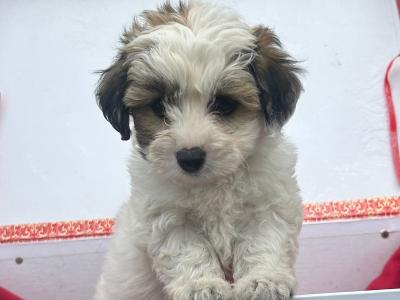 Adorable Jackiebischon (Bichon Frise x Jack Russell) puppies in Limerick 5*homes only