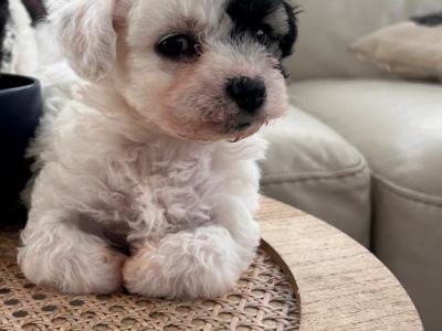 Adorable Jackiebischon (Bichon Frise x Jack Russell) puppies in Limerick 5*homes only