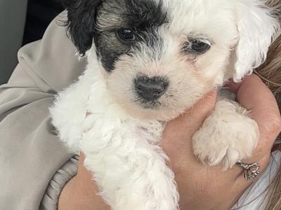 Adorable Jackiebischon (Bichon Frise x Jack Russell) puppies in Limerick 5*homes only