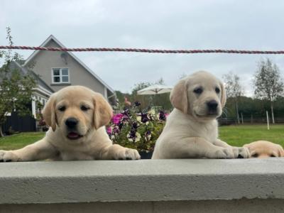 Beautiful Golden Labrador pups in Wexford