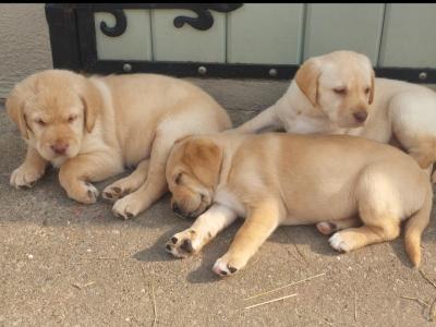 Beautiful Golden Labrador pups in Wexford