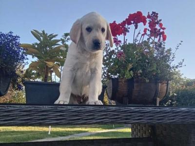 Beautiful Golden Labrador pups in Wexford