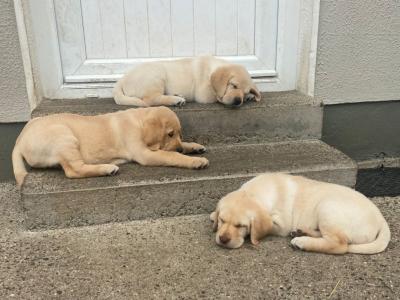 Beautiful Golden Labrador pups in Wexford