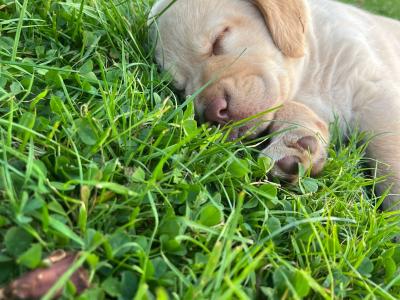 Beautiful Golden Labrador pups in Wexford