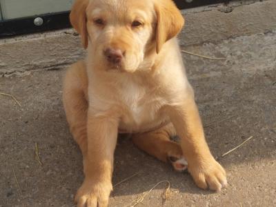 Beautiful Golden Labrador pups in Wexford