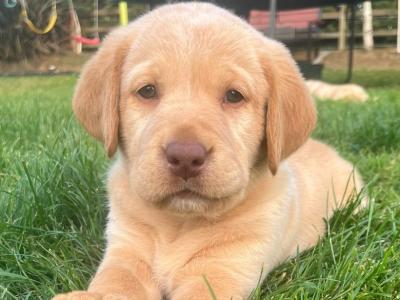Beautiful Golden Labrador pups in Wexford
