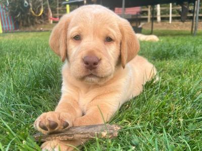 Beautiful Golden Labrador puppies in Wexford