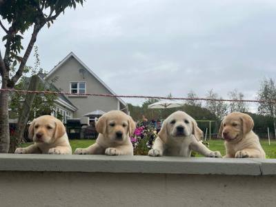 Beautiful Golden Labrador pups in Wexford