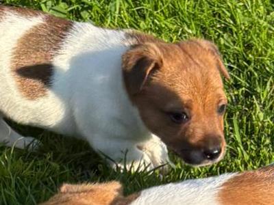 Miniature Jack Russell puppies for sale in Leitrim