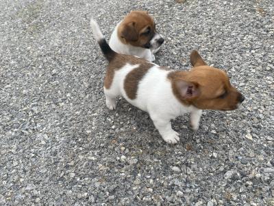 Miniature Jack Russell puppies for sale in Leitrim