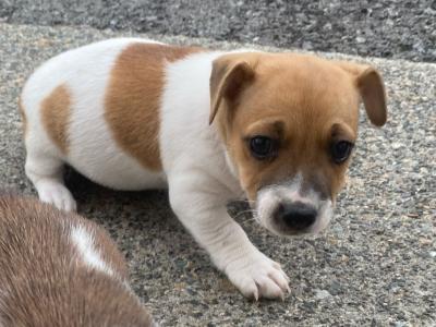 Miniature Jack Russell puppies for sale in Leitrim