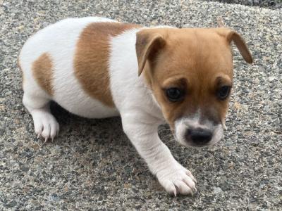 Miniature Jack Russell puppies for sale in Leitrim