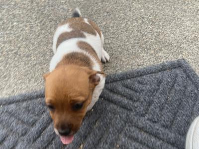 Miniature Jack Russell puppies for sale in Leitrim