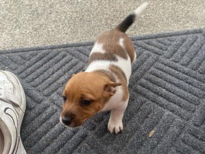 Miniature Jack Russell puppies for sale in Leitrim