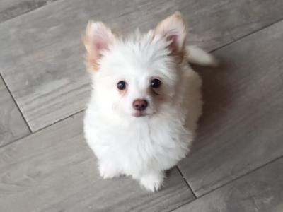 1 male Chihuahua puppy in Galway ready for His new home