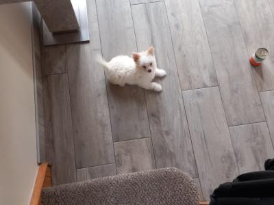 1 male Chihuahua puppy in Galway ready for His new home