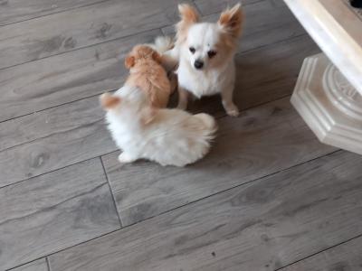 1 male Chihuahua puppy in Galway ready for His new home