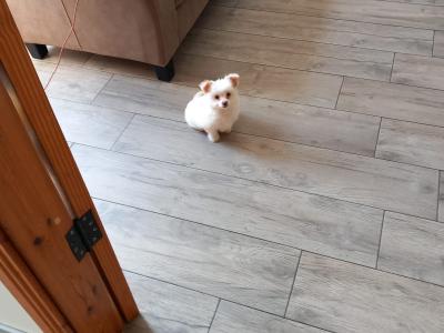 1 male Chihuahua puppy in Galway ready for His new home