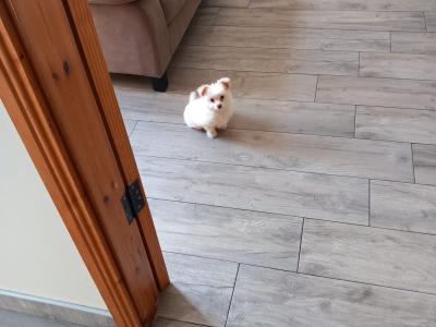 1 male Chihuahua puppy in Galway ready for His new home