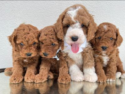 Vet checked Healthy Maltipoo puppies in Cavan