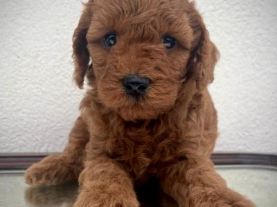 Vet checked Healthy Maltipoo puppies in Cavan