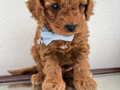 Vet checked Healthy Maltipoo puppies in Cavan