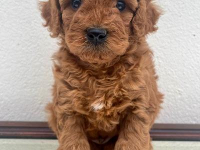 Vet checked Healthy Maltipoo puppies in Cavan