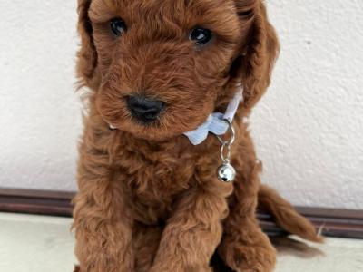 Vet checked Healthy Maltipoo puppies in Cavan