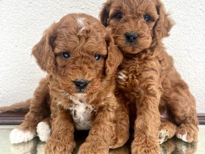 Vet checked Healthy Maltipoo puppies in Cavan