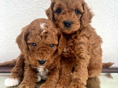 Vet checked Healthy Maltipoo puppies in Cavan