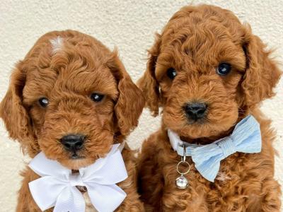 Vet checked Healthy Maltipoo puppies in Cavan