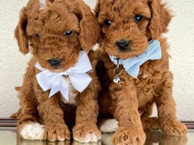 Vet checked Healthy Maltipoo puppies in Cavan