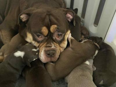 Olde English Bulldog puppies