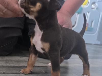 Olde English Bulldog puppies