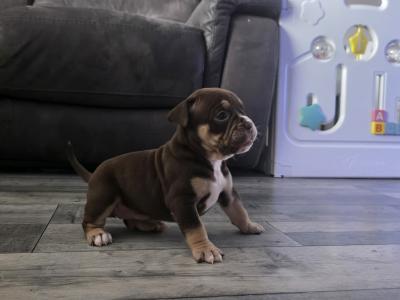 Olde English Bulldog puppies