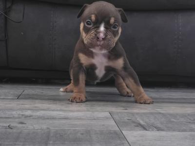 Olde English Bulldog puppies