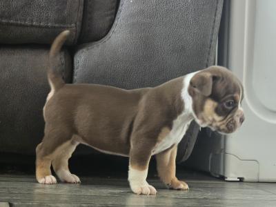 Olde English Bulldog puppies