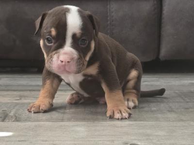 Olde English Bulldog puppies