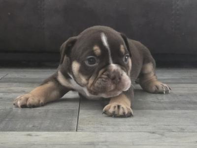 Olde English Bulldog puppies